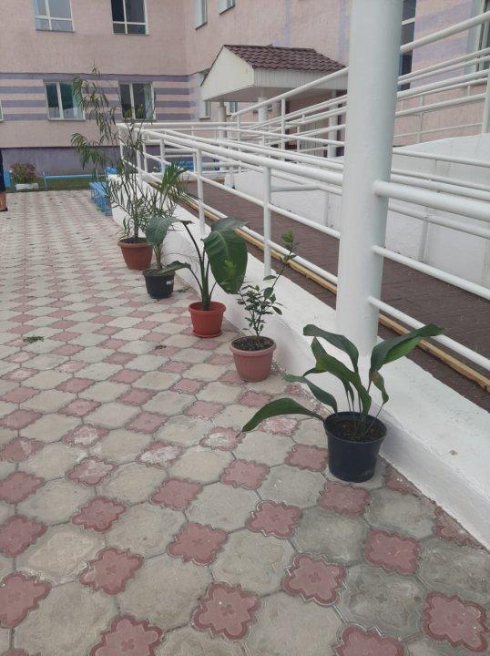 «Бір бала-бір ағаш»